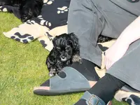 Bella40.Tag.webp