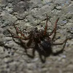 DSC_0004.webp