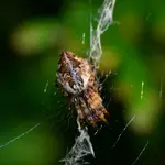 DSC_0010.webp