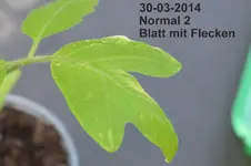 DSC_8848 Normal 2 Blatt m Flecken.webp