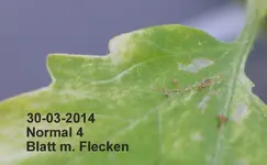 DSC_8859 Normal 4 Blatt m. Flecken.webp