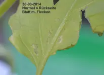 DSC_8864 Normal 4 Rückseite Blatt m. Flecken.webp
