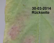 DSC_8874 Rückseite.webp