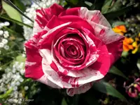 img_0747-1.webp