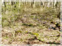 Leberblümchen (Kopie).webp