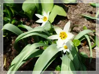 Wildtulpe.webp