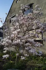 _DSC4840.webp
