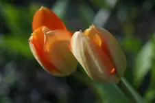 _DSC4830.webp