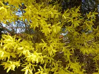 P1010424.webp