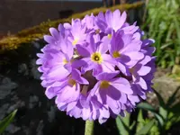 P1010338.webp