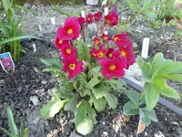 P1010374.webp