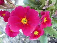 P1010375.webp