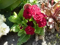P1010386.webp