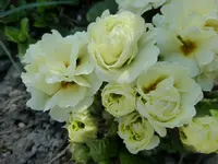 P1010430.webp