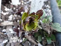 P1010957.webp