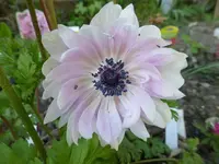 P1010411.webp