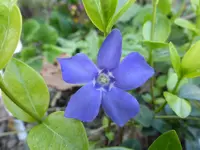 P1010615.webp