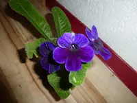 P1010057.webp