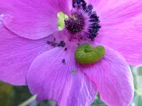 P1010344.webp
