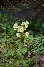 DSC_0595.webp