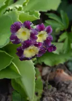 DSC_0630.webp