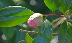 DSC_0600.webp
