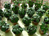 Paprikas3.webp