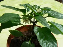 Paprikas6.webp