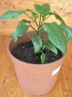 Minipaprika orange5.webp