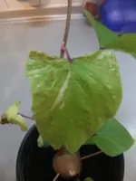 2014-03-31 Suesskartoffel2.webp