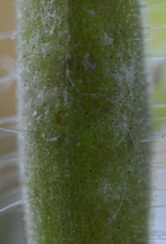 DSC_8777_schwarze_Punkte_auf_Tomatenstiel.webp