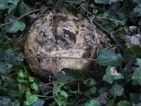 BILD2672.webp