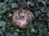 BILD2675.webp