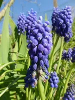 P1010250.webp