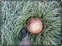 28.08 (104 Bovist.webp
