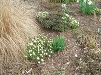 Garten 3.14 006.webp