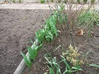Garten 3.14 004.webp