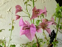 Drillingsblume_0002.webp