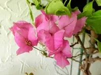 Drillingsblume_0004.webp