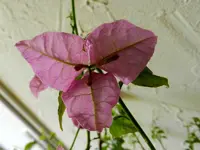 Drillingsblume_0006.webp