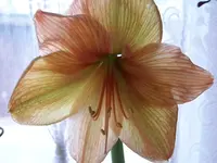 001.webp