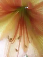 004.webp