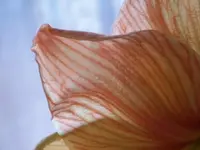 006.webp