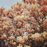 tumblr_n3d6wcwXv81qj1vvro1_250.webp