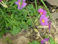 006_1024x768.webp