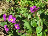 006_1024x768.webp