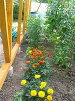 Blumenreihe-vorne.webp