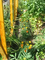 Blumenreihe-hinten.webp