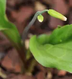 Forellenlilie 140401.webp