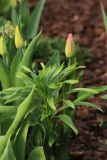 Lilienhaehnchen 140401.webp